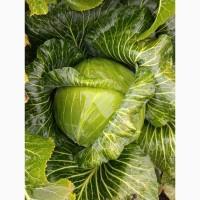 Продам капусту Агресор на переробку