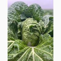 Продам пекинскую капусту сорт Билко