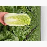Продам пекинскую капусту сорт Билко