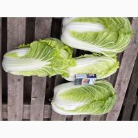 Продам пекинскую капусту сорт Билко