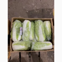 Продам пекинскую капусту сорт Билко