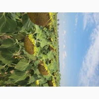 Продам подсолнуха