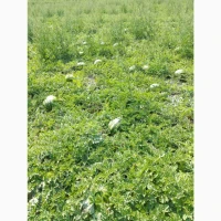 Продам кавун прямо з поля різні сорти, від 5 до 15 кг відмінна якість