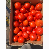 Продам круглу помідору рожева, помаранчева, червона