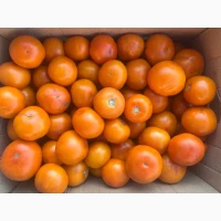 Продам круглу помідору рожева, помаранчева, червона