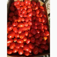 Продам томат