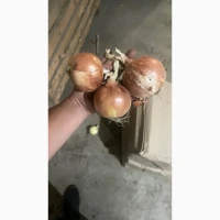 Продам товарну Цибулю