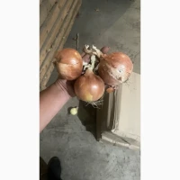Продам товарну Цибулю