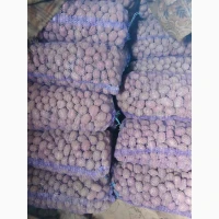 Продам картоплю насіннева сорт Гренада і Торнада
