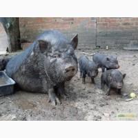 Продам вьетнамских (черных, мясных) поросят