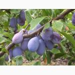 Сливи саджанці