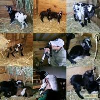 Камерунские карликовые козы