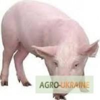 ФГ продає свиней