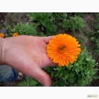Календула махровая (ноготки). Продам