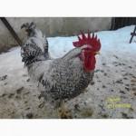 Продам инкубационное яйцо, цыплята Борковской барвистой