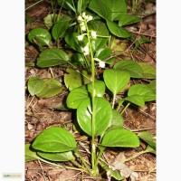 Грушанка круглолистная (Pyrola rotundifolia), саженцы