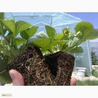 Продам саженец(дорощенный) Италянской селекции МураноWB класса