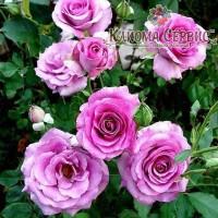 Р03в плетиствя Climbing Violette Pcrfumе