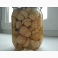 Белые грибы