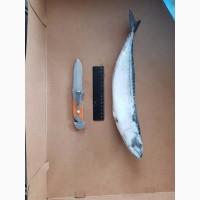 Продам скумбрия мороженая 400-600 гр/ скумбрія
