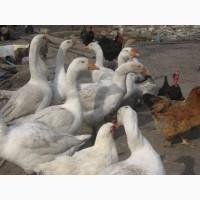 Продам взрослых гусей породы Легард, Серая и Полтавская