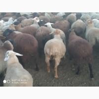 Продам вівці молодняк