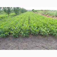 Caженцы гpeцкого opeха Идeaл