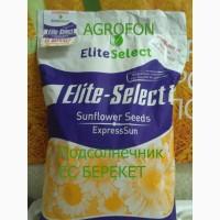 Семена подсолнечника под Евролайтинг ЕС БЕРЕКЕТ