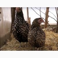 ПРОДАЕМ ИНКУБАЦИОННОЕ ЯЙЦО, яйца, Сибрайт, золото, чистокровные