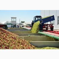 Купимо яблука на промпереробку