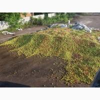 Купимо яблука на промпереробку