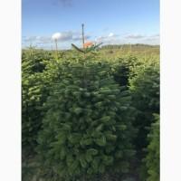 Продам пихту Нордмана, Датская ель оптом