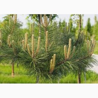 Продам саджанци Продам Сосну черная австрийская Pinus nigra