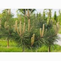 Продам саджанци Продам Сосну черная австрийская Pinus nigra