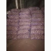 Продам крупний картофель беларосса