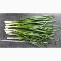 Лук зеленый