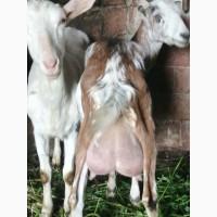 Продам дійні кози. Племінного цапа. Козенят