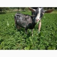 Продам дійні кози. Племінного цапа. Козенят