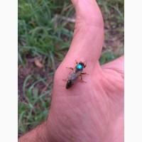 Бджоломатки Карніка F1 неплідні