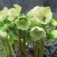 Морозник корінь мелений