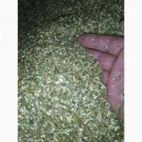 Куплю МАХОРКУ середню і крепку САМОСАД