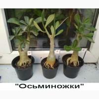 Взрослые разветвленные адениумы