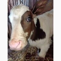 Продам теля