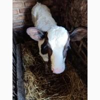 Продам теля