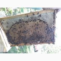 Продам бджолосім#039;ї