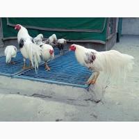 Яйце на інкубацію від породистих курей. Йокогама.Курчата