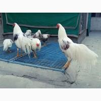 Яйце на інкубацію від породистих курей. Йокогама.Курчата