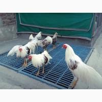 Яйце на інкубацію від породистих курей. Йокогама.Курчата