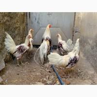 Яйце на інкубацію від породистих курей. Йокогама.Курчата