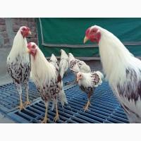 Яйце на інкубацію від породистих курей. Йокогама.Курчата